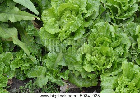 Lush cabbage