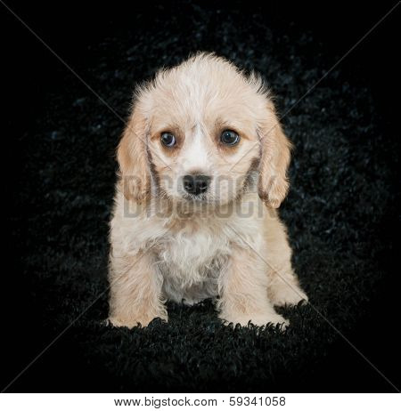 Cavachon Puppy