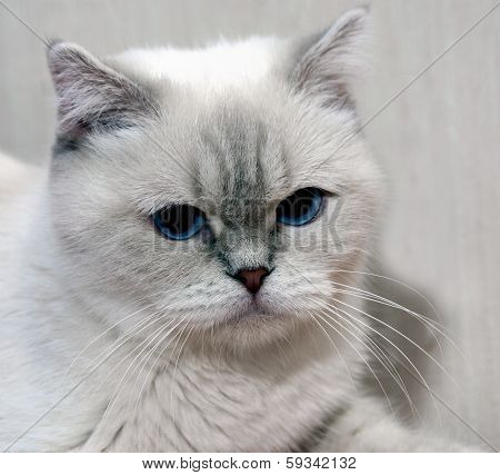 White Cat.