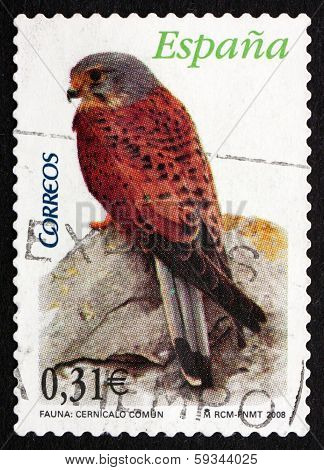 Postage Stamp Spain 2008 Common Kestrel, Bird Of Prey