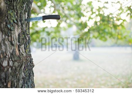 Hunting knife stuck into tree