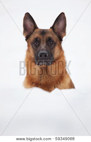 Cute Shepherd Looks Out Large Snowdrift
