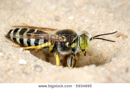 die Wespe Bembex rostratus