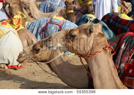 Racing Camels In Doha