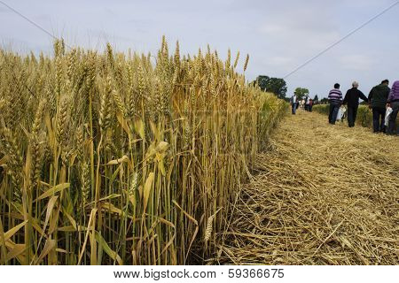 wheat field
