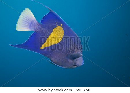 Yellowbar Angelfish