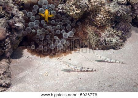Anemone en Lizardfish