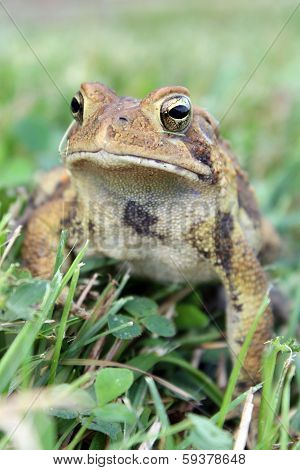 Toad In Grass