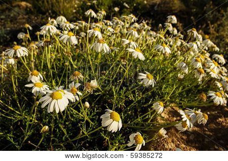 Camomilla Daisy Flowers