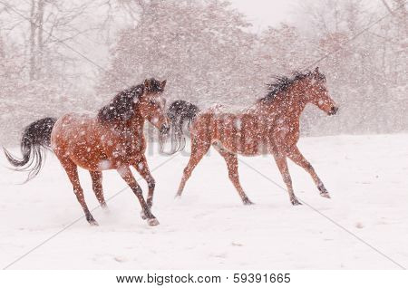 Two Arabian horses running in a blizzard