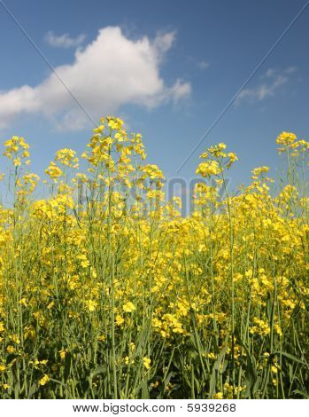 raps rapsfeld