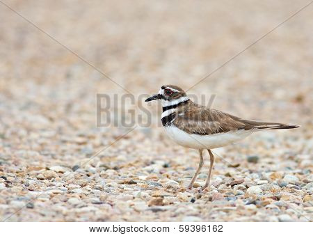 Killdeer