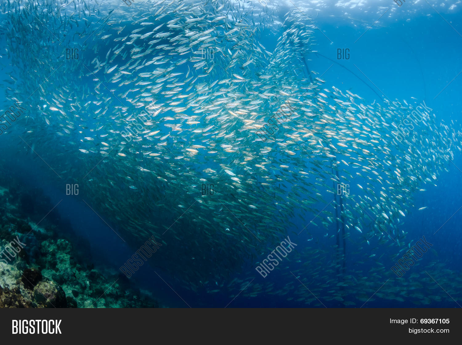 Shoal Sardines Image & Photo (Free Trial) Bigstock
