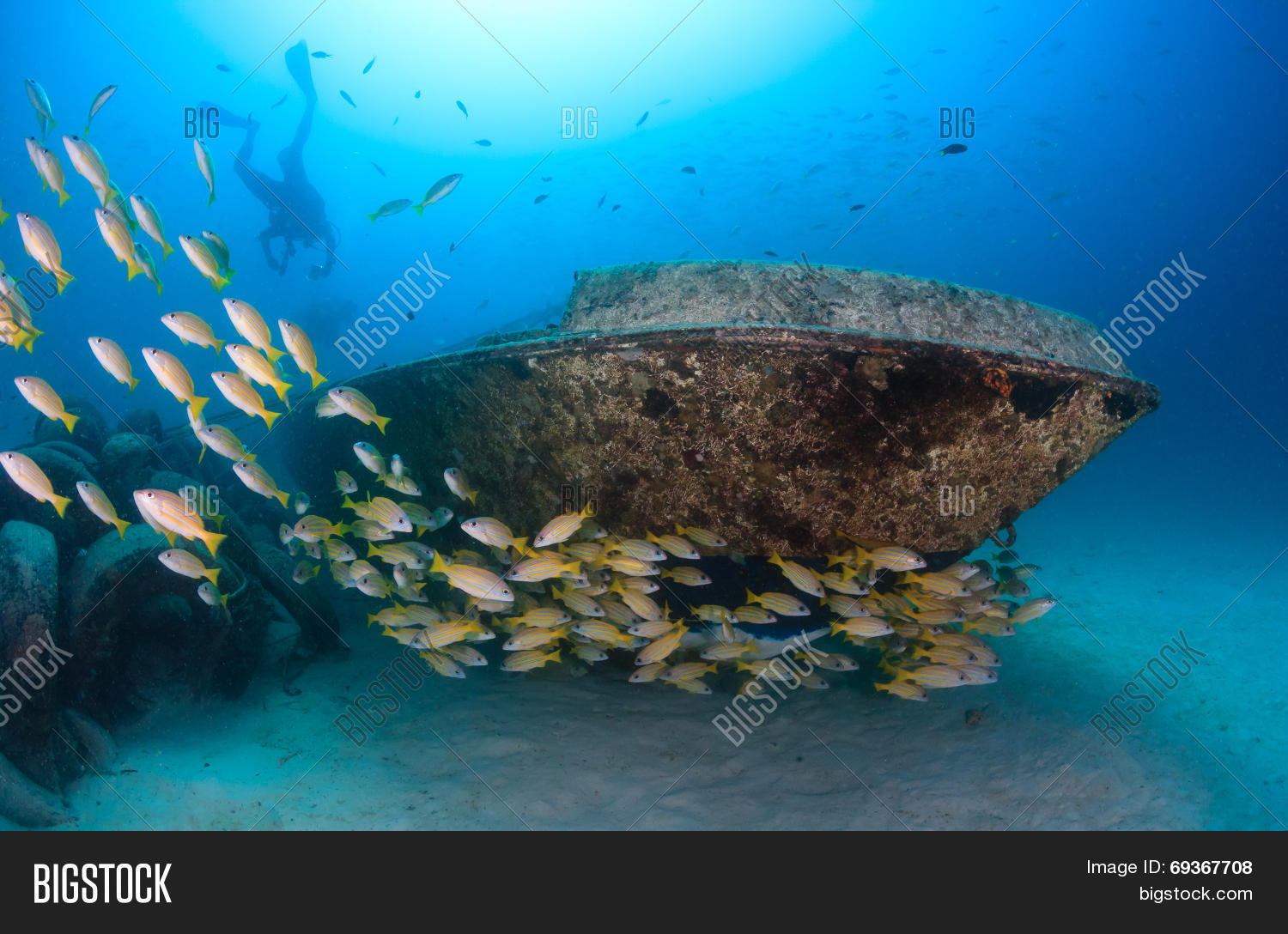 Tropical Fish Near Image & Photo (Free Trial) Bigstock