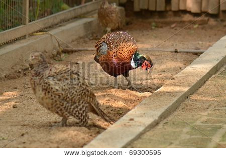 Common Pheasant, Phasianus colchicus