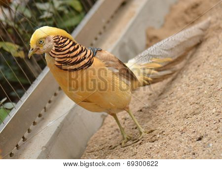 beautiful gorgeous pheasant , in the coloured dress. Chrysolophus pictus