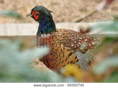 Common Pheasant, Phasianus colchicus