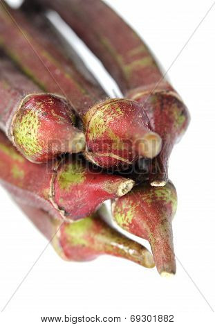 Red Abelmoschus