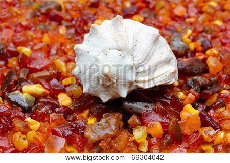 amber and seashell