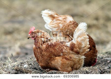 Hen Searching Food On The Ground