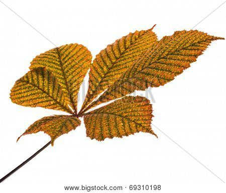 One Single Leaf of horse chestnut tree close up (Aesculus hippocastanum) isolated on a white background
