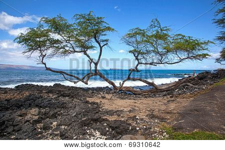 Molokini Between The Trees