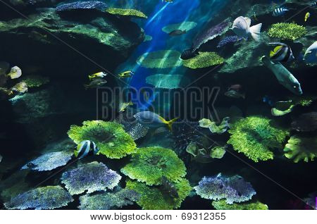 fish in a water