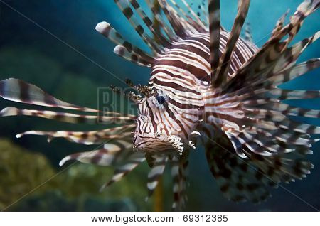 fish in a water