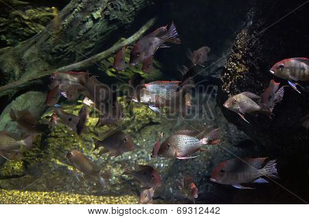 fish in a water