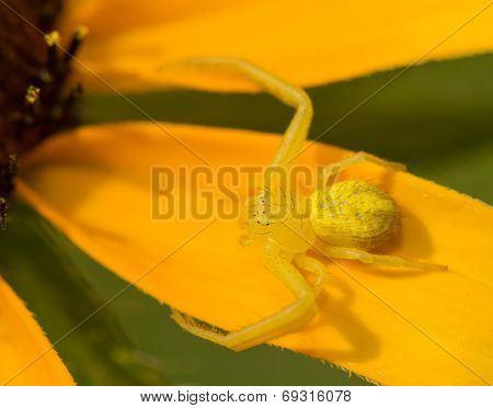 Tiny crab spider in the genus Mecaphesa, camouflaged and waiting for prey on a Black-eyed Susan flower