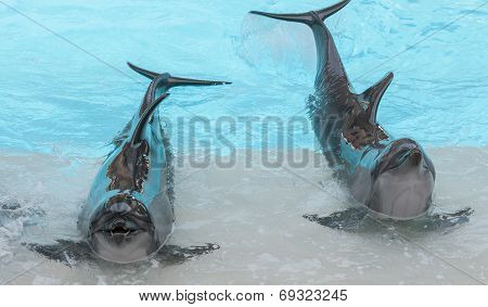 Performing Bottle Nose Dolphins