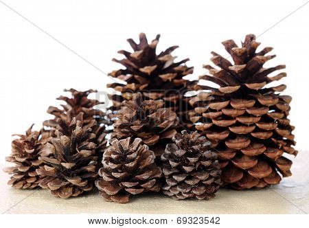 Pine Cones