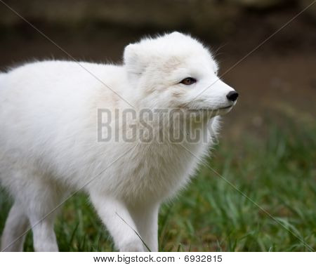 Artic Fox
