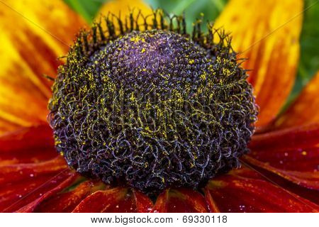 Rudbeckia Flower Close Up