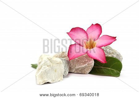isolated white background. pink flower and stones