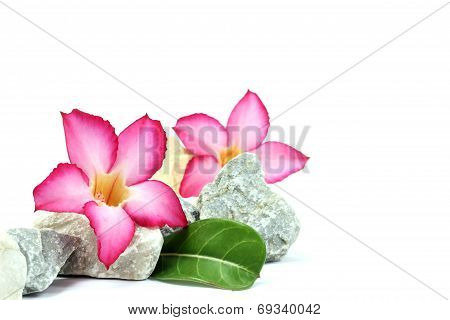 isolated white background. pink flower and stones