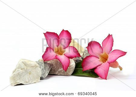 isolated white background. pink flower and stones