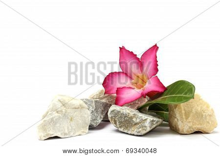 isolated white background. pink flower and stones
