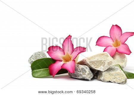 pink flower and stones