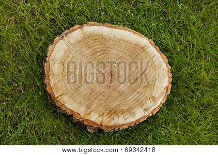 tree stump on the green grass, top view