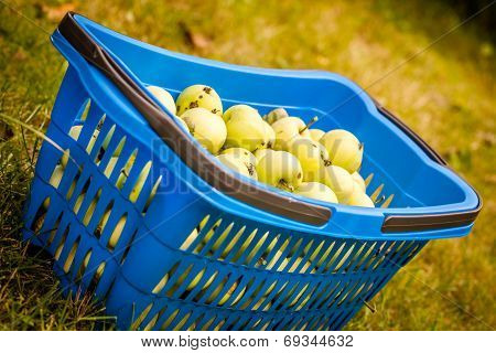 Apples in a blue basket