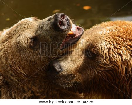 Orso giocando