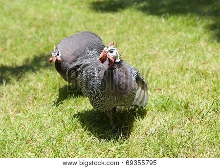 Helmeted Guinea Fowl On Grass