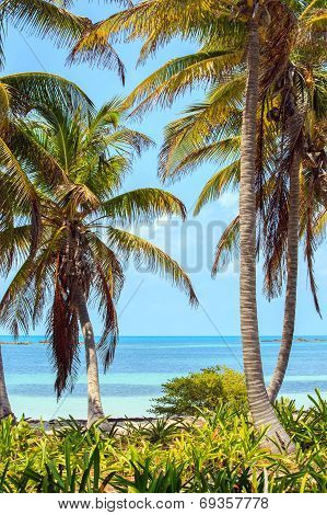 Tropical Paradise