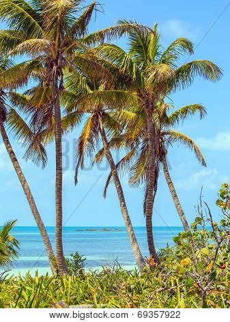Tropical Paradise