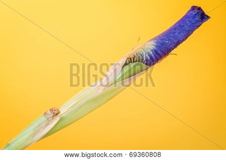 iris