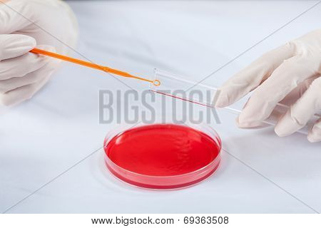 Experimenting In A Laboratory