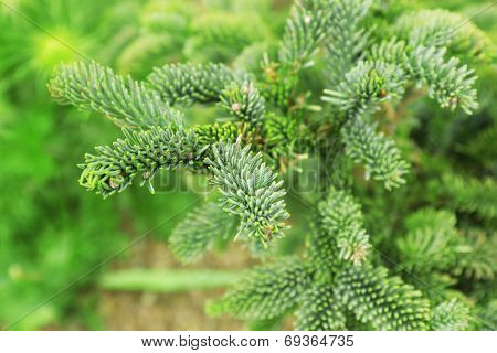 Bush in the garden