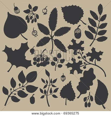 Vector Silhouette Set  With  Leaf,branches,berries,acorn