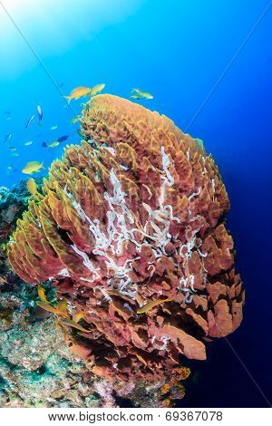 Sea sponges and tropical fish